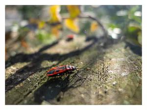 Gândăcelul (Vaca domnului). Eu am numai trei picioare