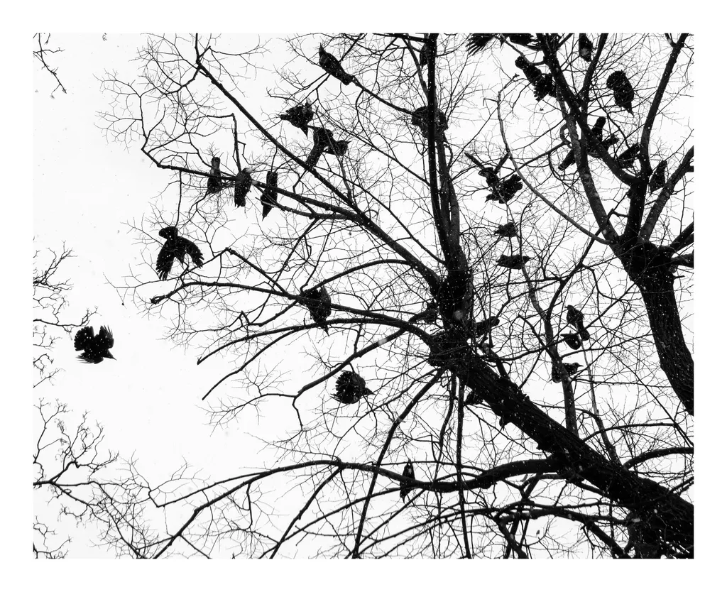 Un copac cu ciori și un colț uitat de cer