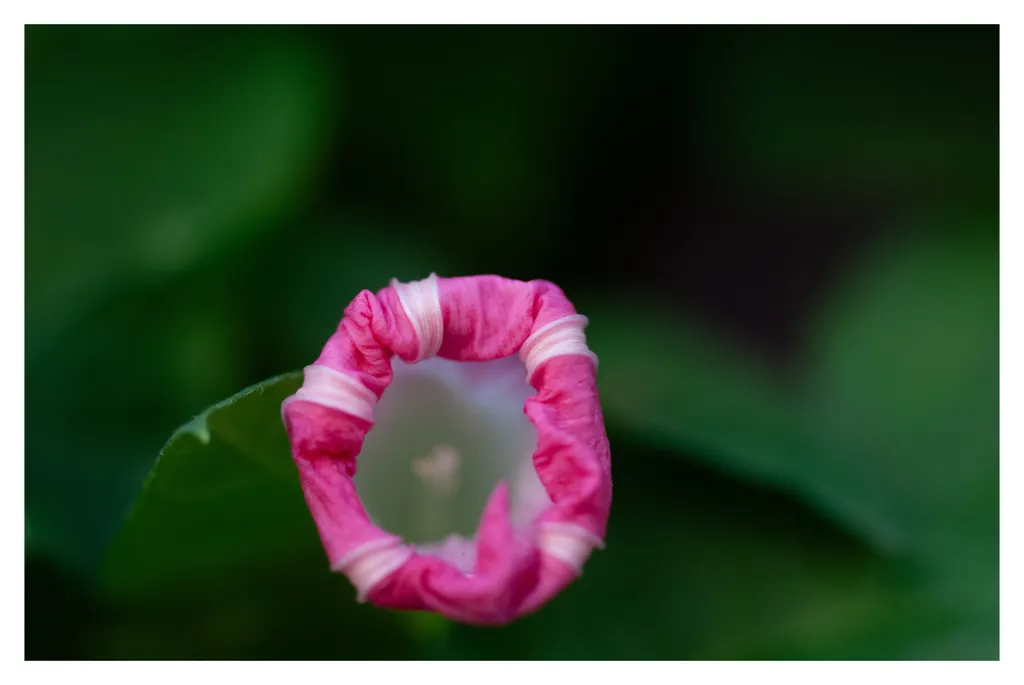 Libiamo, libiamo ne' lieti calici