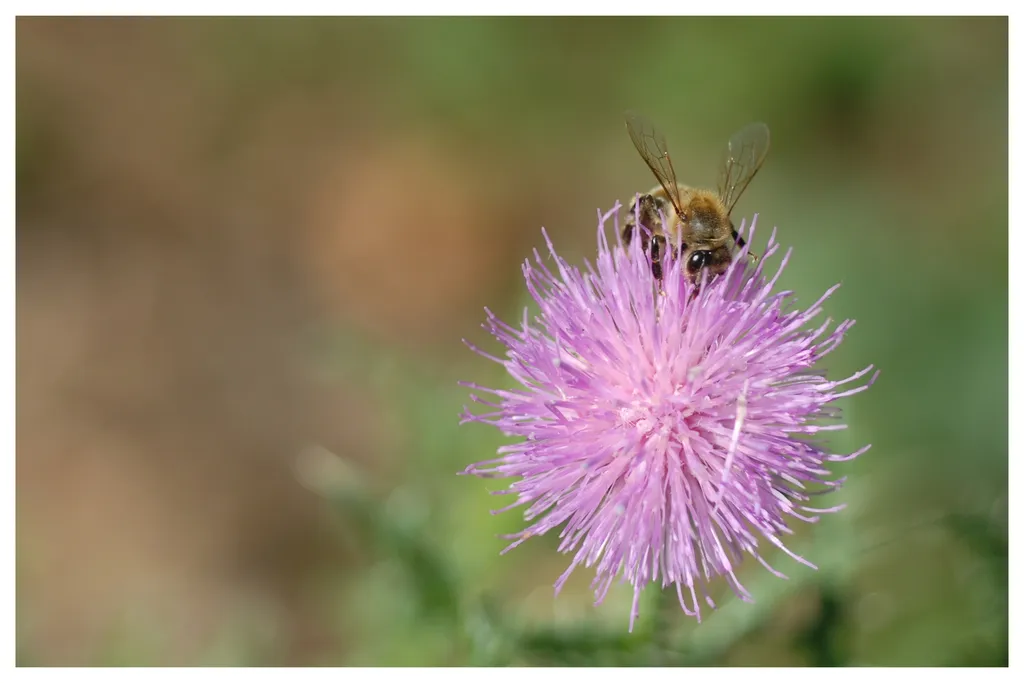 Melifera. Florile de ciulini sunt dulci