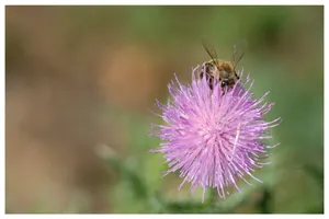 Melifera. Florile de ciulini sunt dulci
