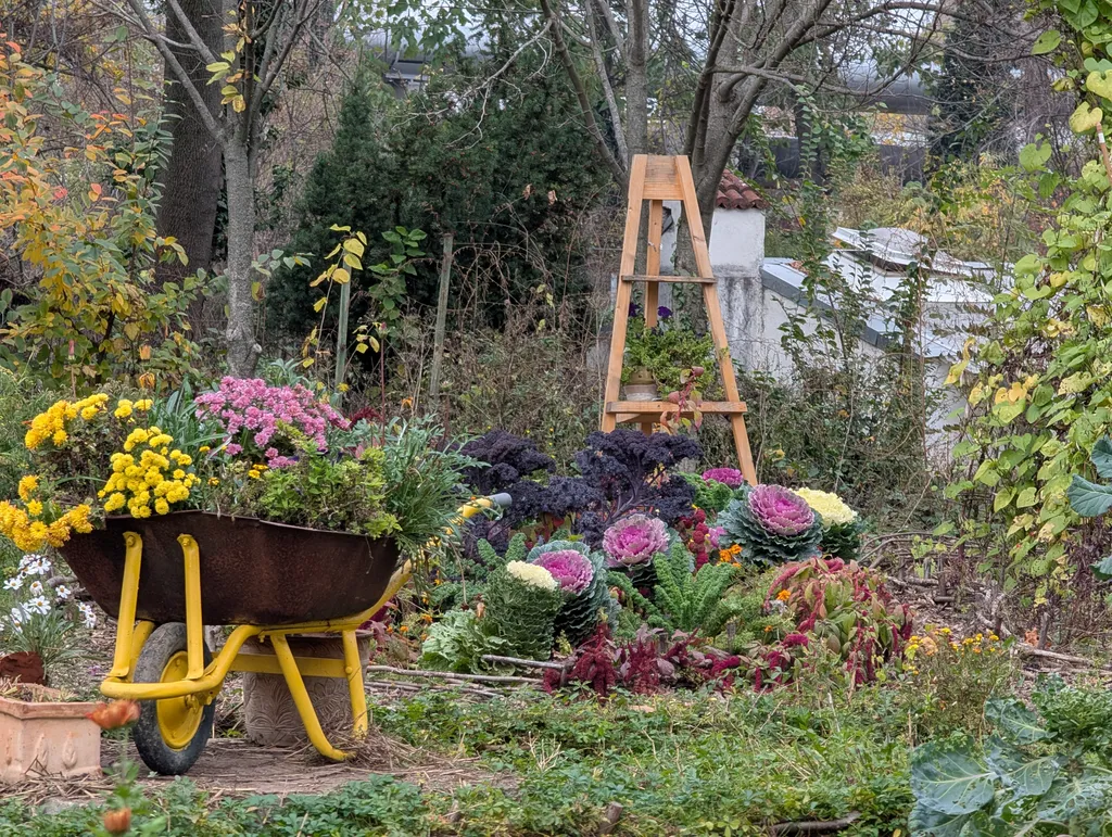 Tufănele într-o roabă galbenă și tufe de varză 