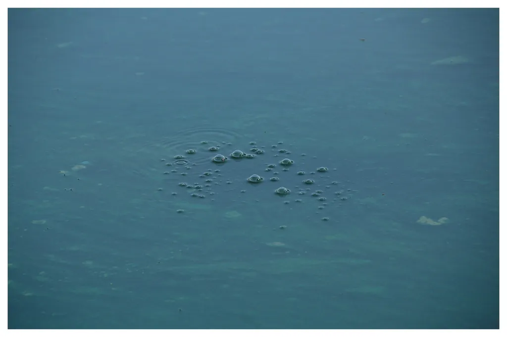 Bul bul. Forme de viață sub mâzga de alge, Lacul Floreasca