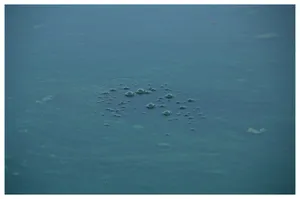 Bul bul. Forme de viață sub mâzga de alge, Lacul Floreasca