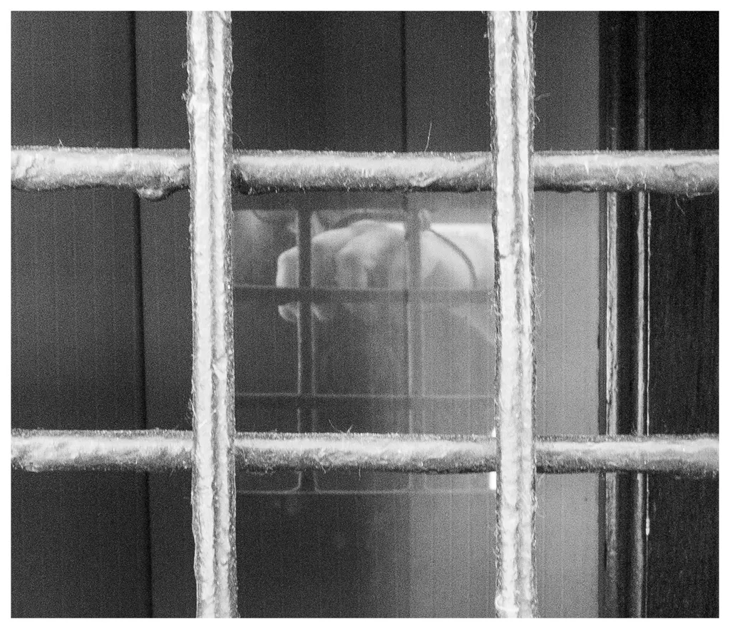 Printre gratii: reflexie prăfuită