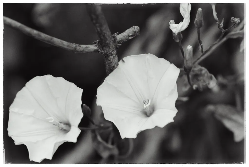 Rochițe. Garderoba rândunelelor