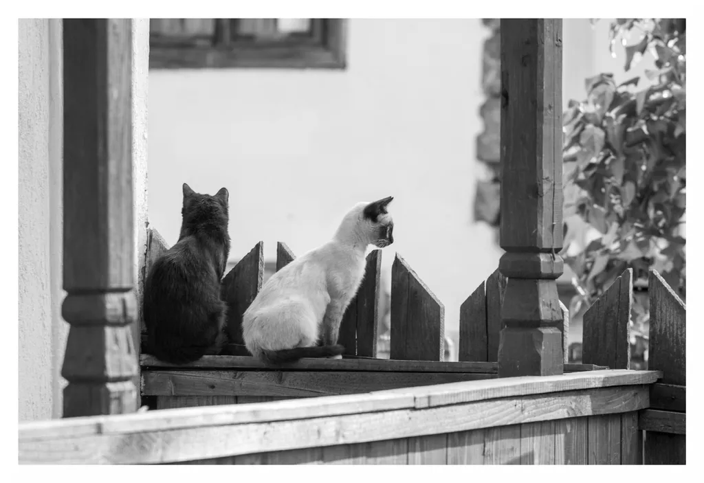 Pisici producătoare de melatonină în Auvergne