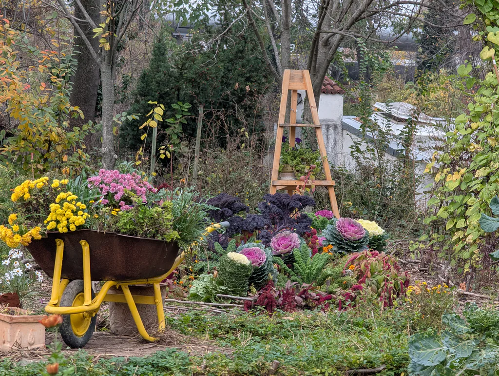 Tufănele într-o roabă galbenă și tufe de varză 