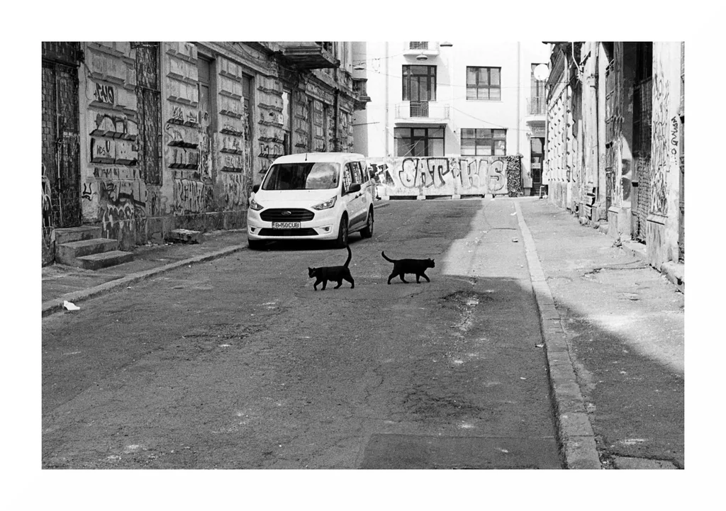 Golanii tandri ai marilor orașe. Pacea de pe strada Băcani