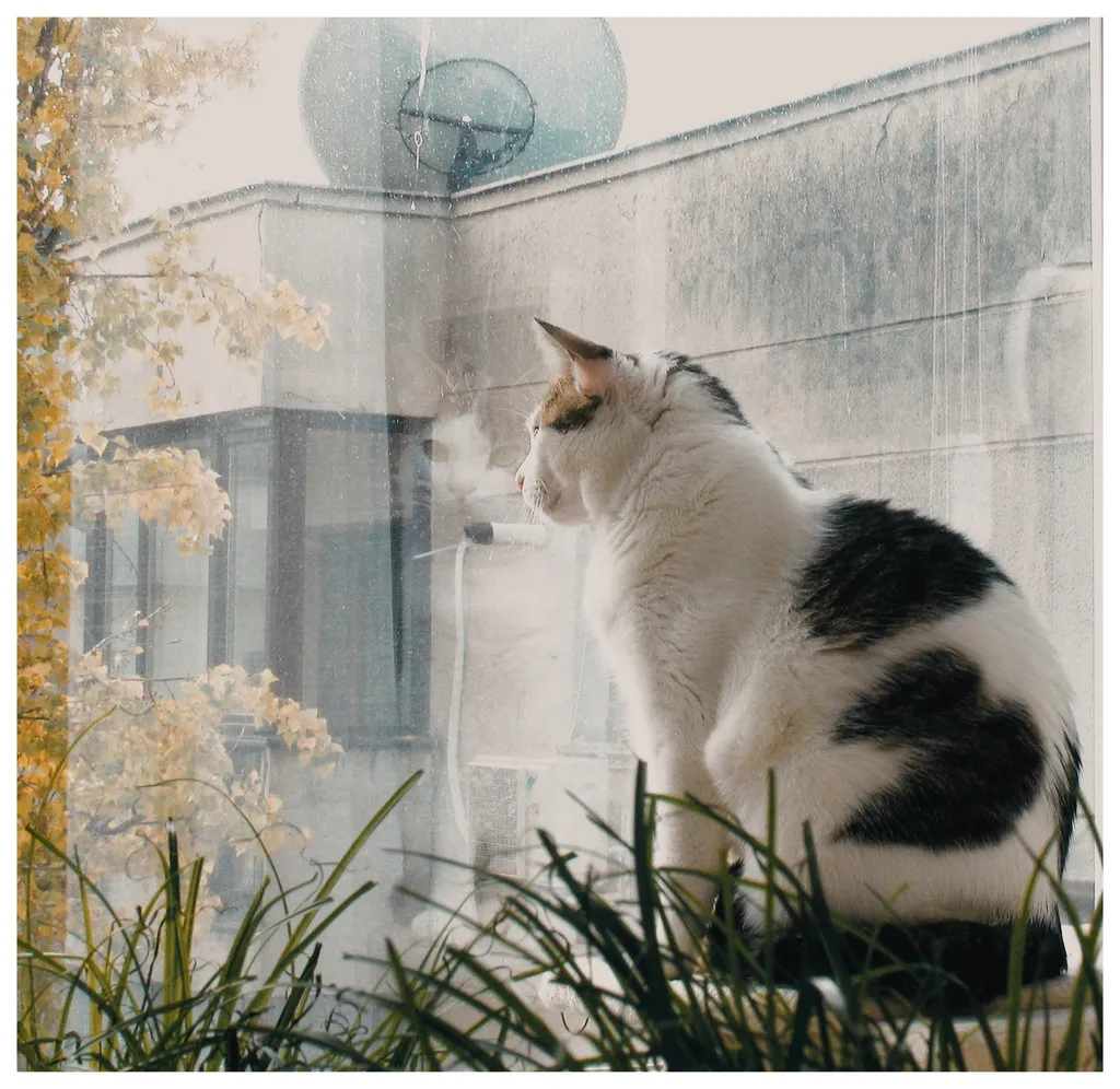 Zâmbetul natural la pisici