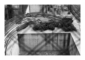 Fiare ciufulite de vânt. Viața printre betoane