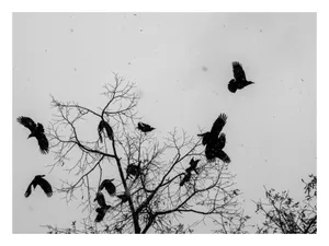 Compoziție cu ciori