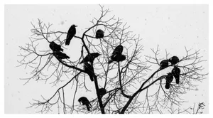 Ninge peste ciori și lume