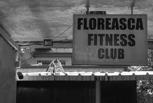 Două pisici la Floreasca Fitness Club