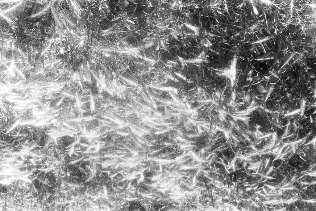 Blond era grâul Ucrainei. Spice de lumină ciufulite de vânt