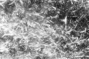 Blond era grâul Ucrainei. Spice de lumină ciufulite de vânt