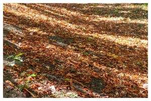 Frunze curgătoare. În parcul Verdi
