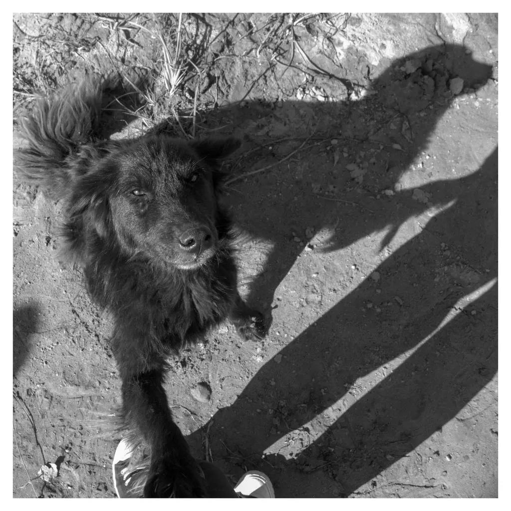 Câine negru salutând un om