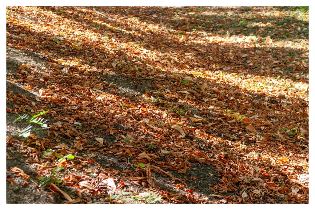 Frunze curgătoare. În parcul Verdi