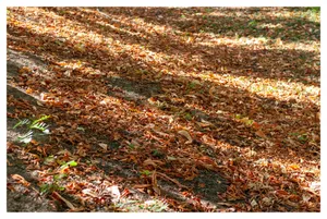 Frunze curgătoare. În parcul Verdi