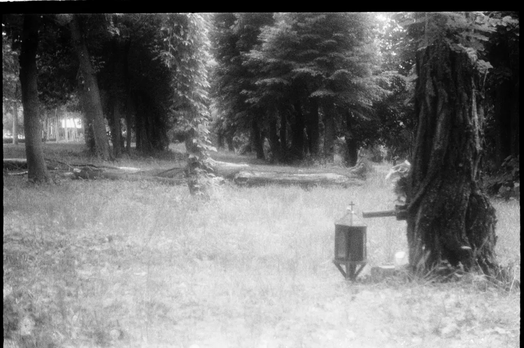 O lumânare pentru copacul mort. La marginea parcului