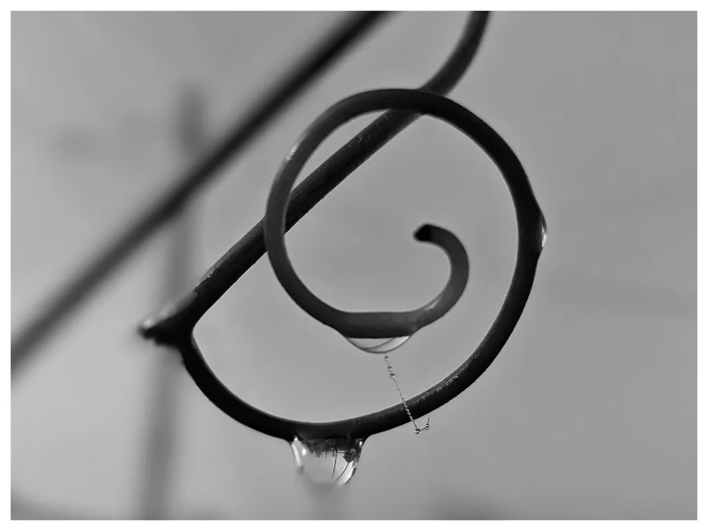 Spirala lui Fibonacci, alți cârcei de viță-de-vie