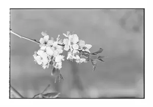 Flori dintr-un copac. Au fost scuturate de vânt