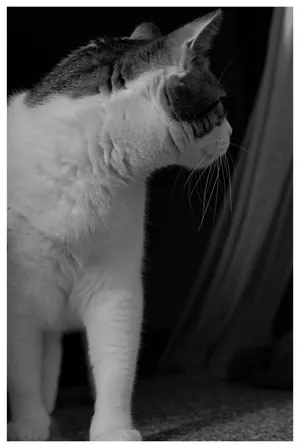 Cu simțurile ciulite: pisoi în studio