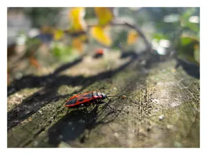 Gândăcelul (Vaca domnului). Eu am numai trei picioare