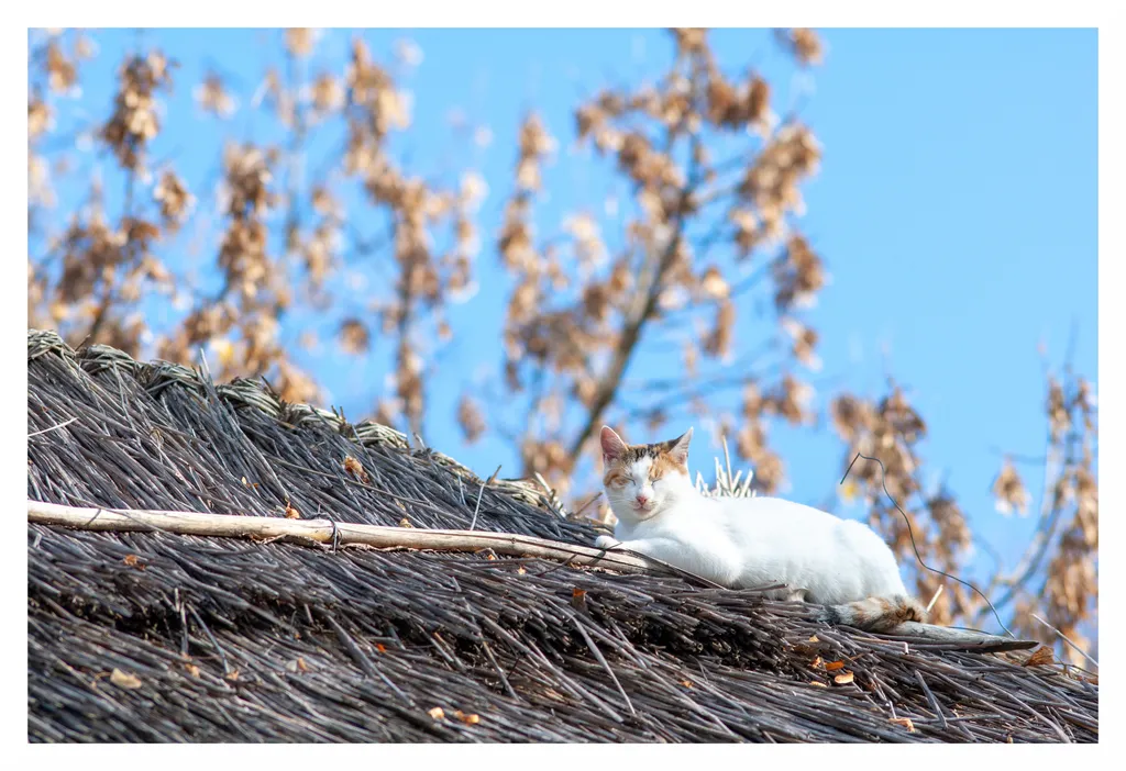 Pisică pe acoperiș de paie