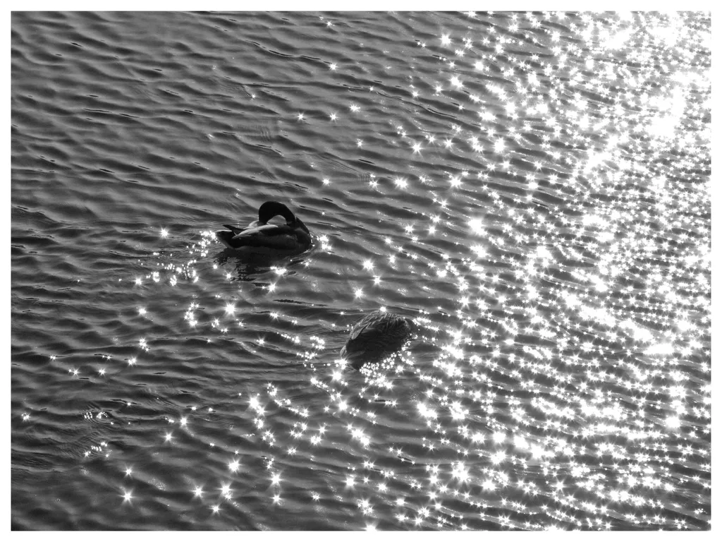 Căutătorii de lumină. Rațe pe lac, printre mii de reflexii ale soarelui