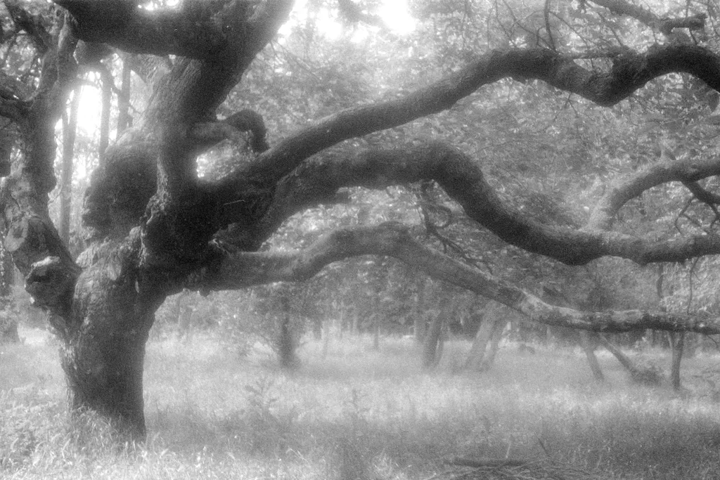 Kraken. Brațele copacului te trag încet către adâncuri