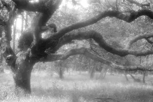 Kraken. Brațele copacului te trag încet către adâncuri