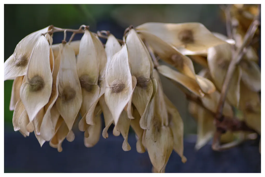 Spornicia demografică