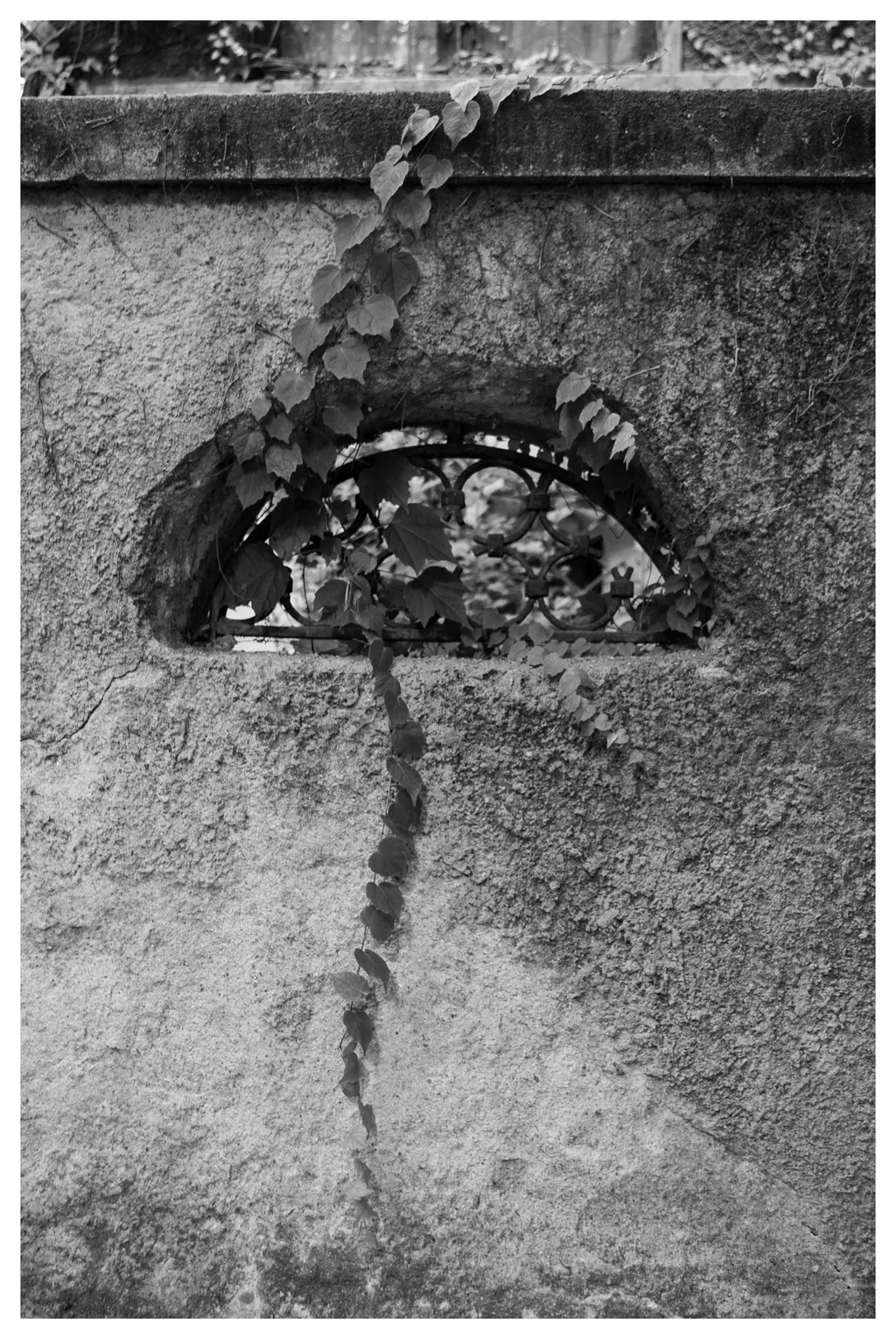 Curgere. O lacrimă de iederă într-un ochi de gard