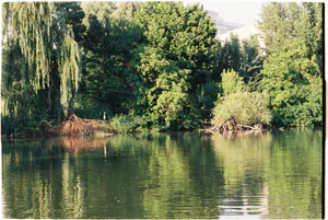 Stârcul din Parcul Bordei. În jumătatea de oră în care l-am privit, și-a mișcat doar capul.