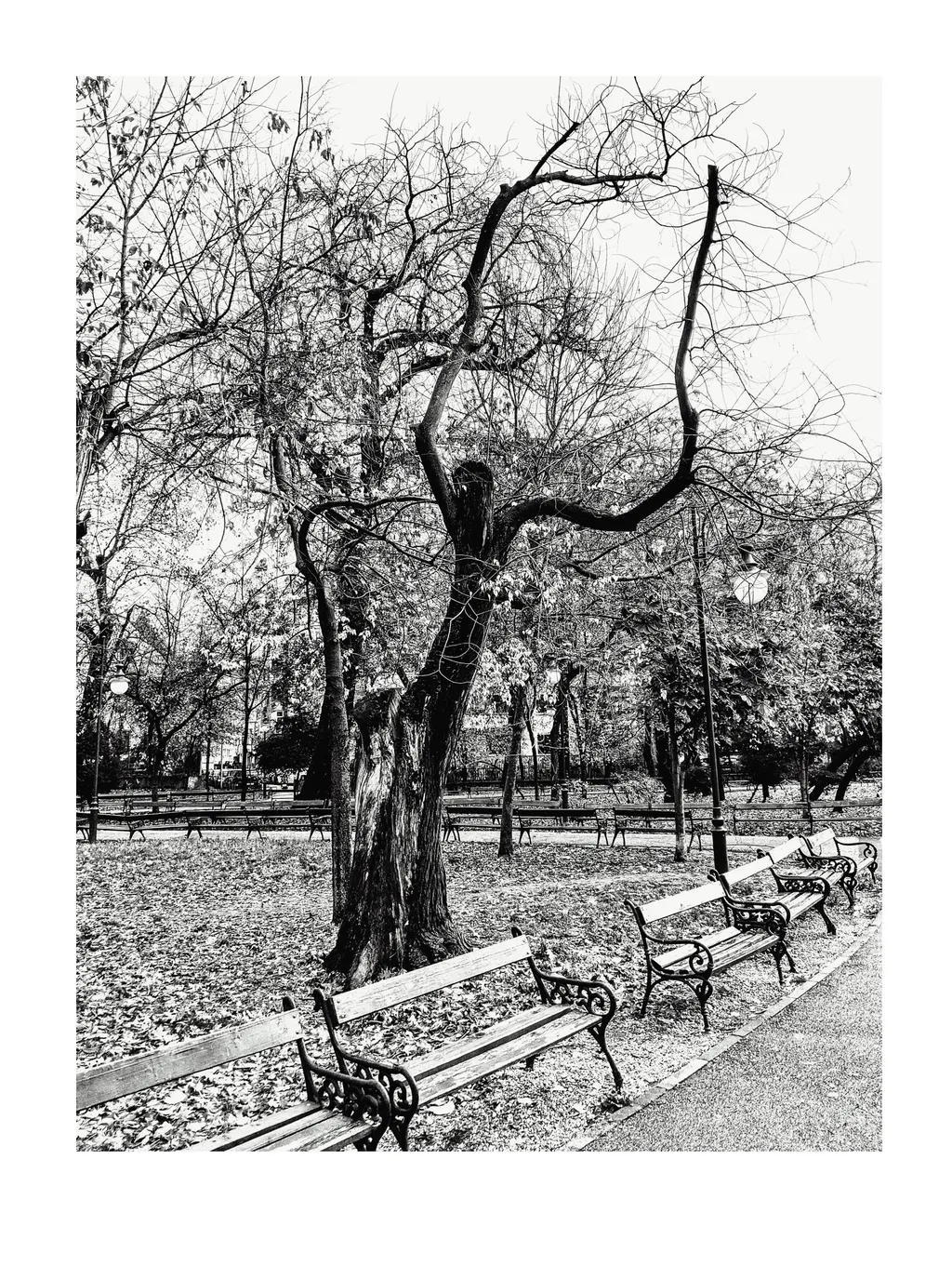 Disperare. Un copac aproape uscat, cu crengi ca niște mâini ridicate