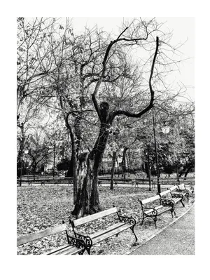 Disperare. Un copac aproape uscat, cu crengi ca niște mâini ridicate