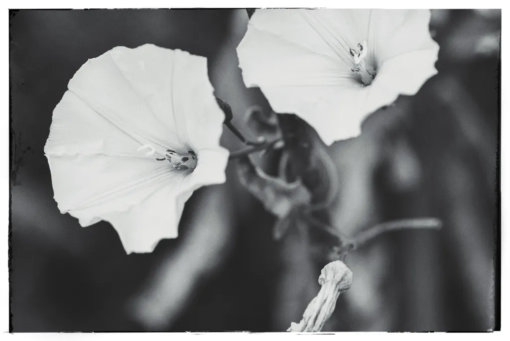 Alte rochițe. Garderoba extinsă a rândunelelor