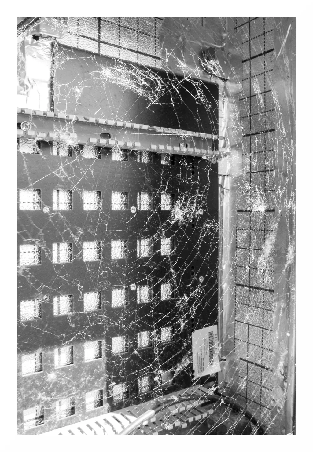 Un elefant se legăna. Pe o pânză de păianjen