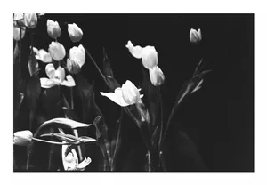 Scântei. Lalele în bătaia vântului