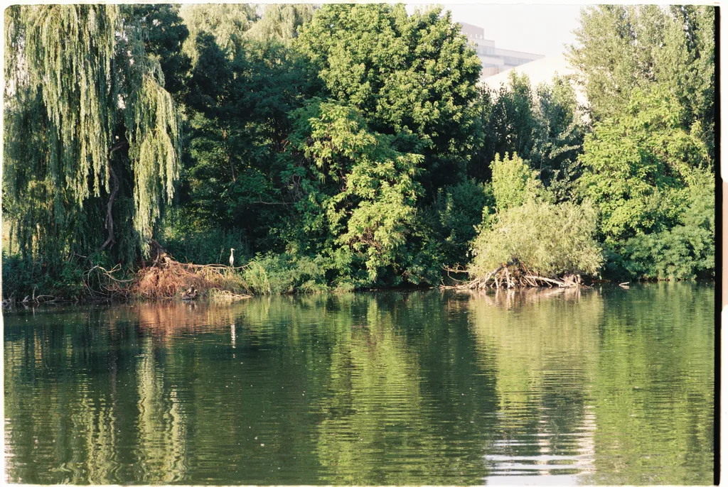 Stârcul din Parcul Bordei. În jumătatea de oră în care l-am privit, și-a mișcat doar capul.