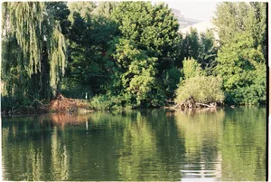 Stârcul din Parcul Bordei. În jumătatea de oră în care l-am privit, și-a mișcat doar capul.
