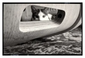 Pisoi ascuns după un scaun