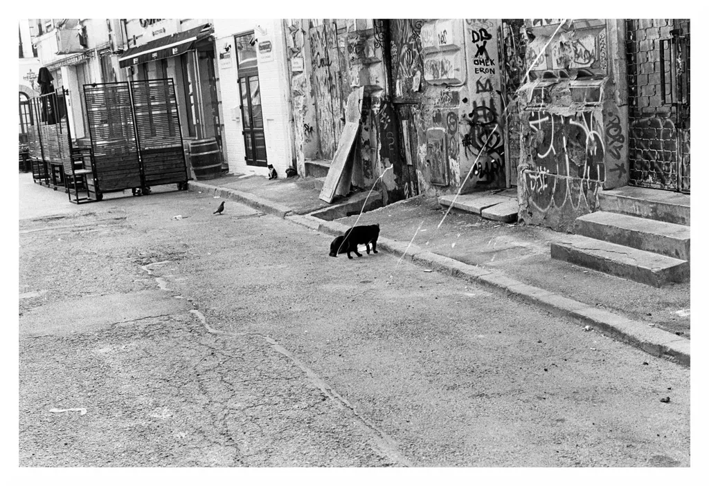 Au mai rămas doar pisoii vagabonzi