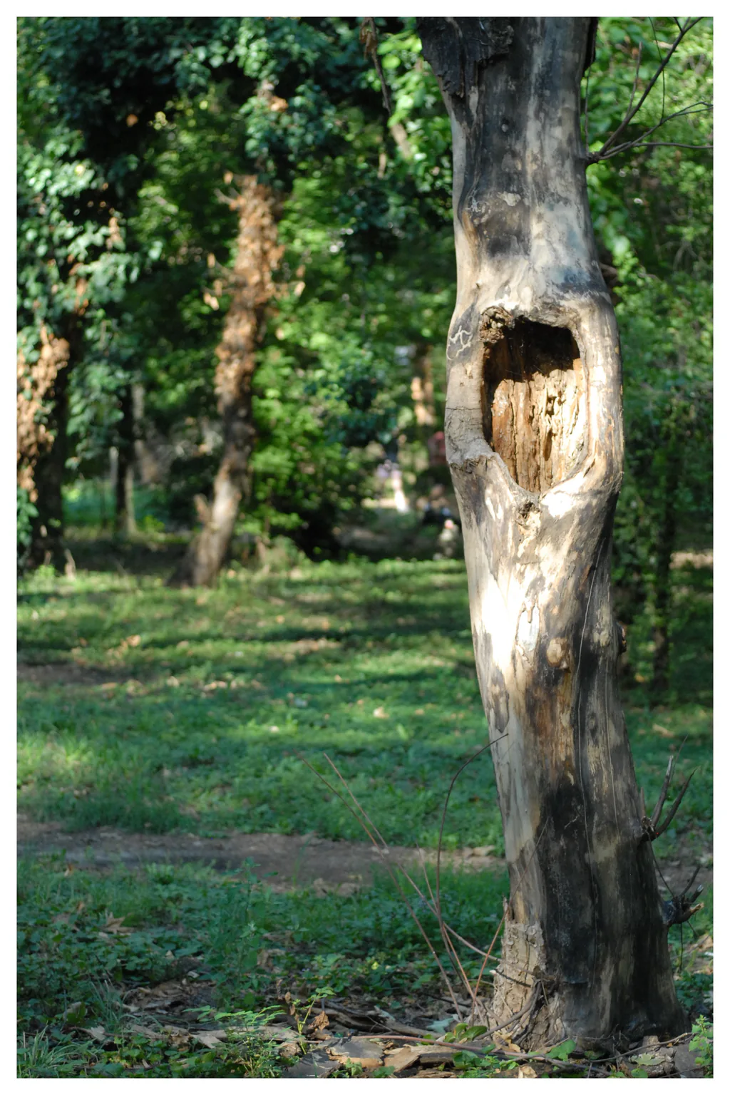 Gură-cască în Parcul Verdi